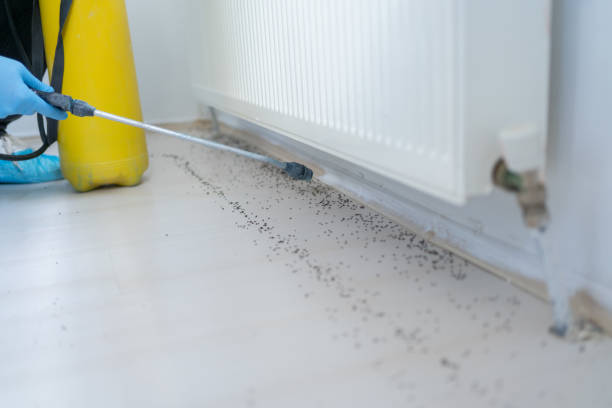 Best Termite Control Services  in Pecos, TX
